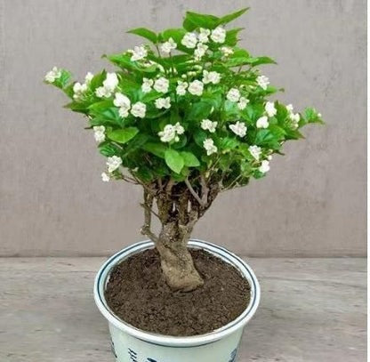 15485